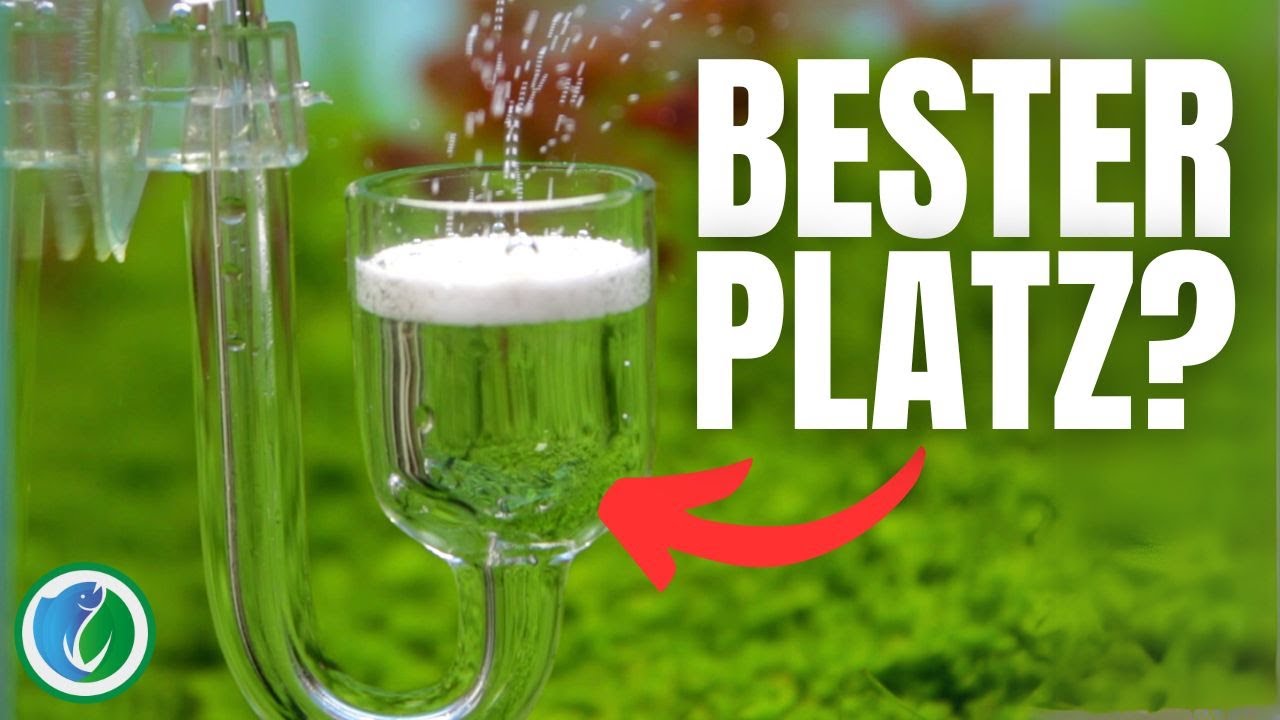 Wo ist der BESTE Platz für einen CO2 Diffusor?