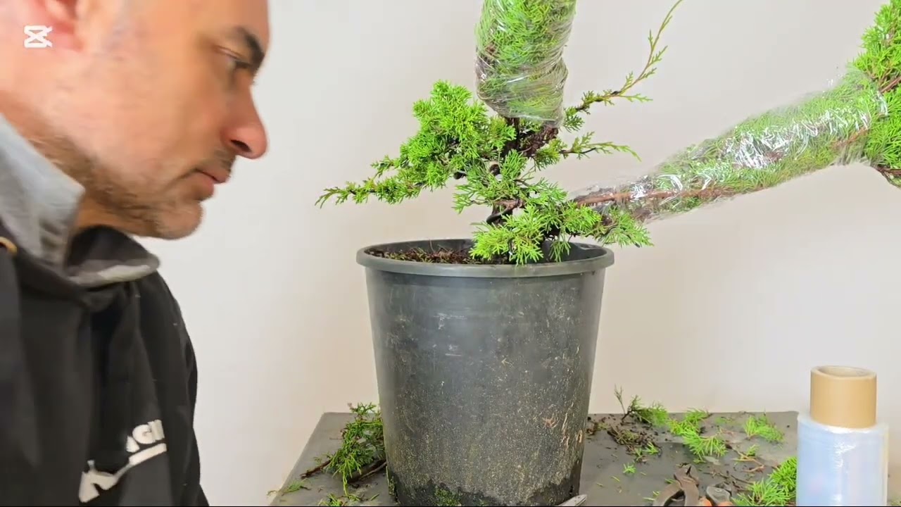 un primer trabajo de un plantón de itoigawa