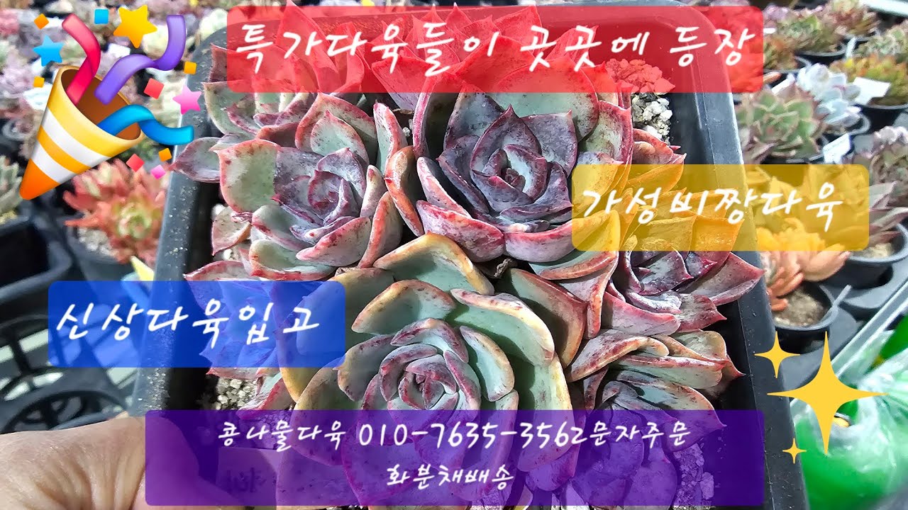 신상과 묵둥이,특가상품 화분채배송 010-7635-3562택배문자주문 콩나물다육 