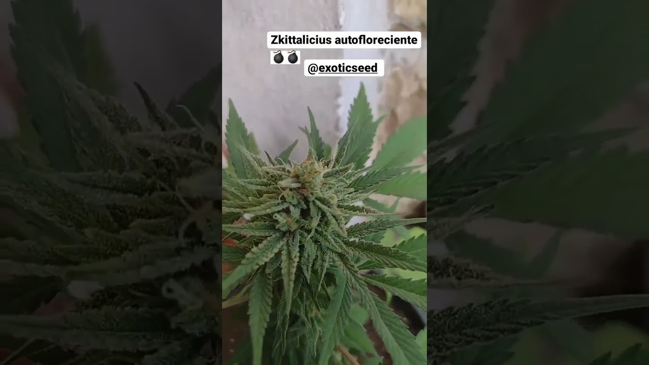Zkittalicious Autofloreciente