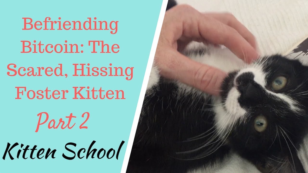 Shy, Scared Bitcoin the Kitten - From Hisses to Purrs! Part 2