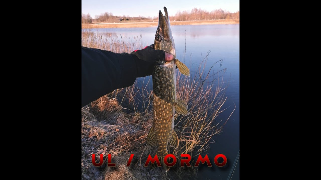 UL / Mormo. Nekimbantys e&scaron;eriai ir pirma draugo trofėjinė kuoja ant avižos. / Pavasaris