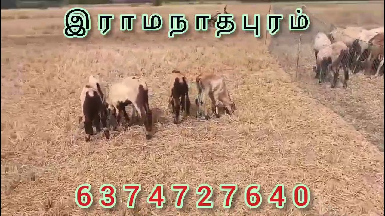வளர்ப்புக்கு அருமையான மயிலம்பாடி செம்மறி குட்டி 50 எண்ணம் விற்பனைக்கு