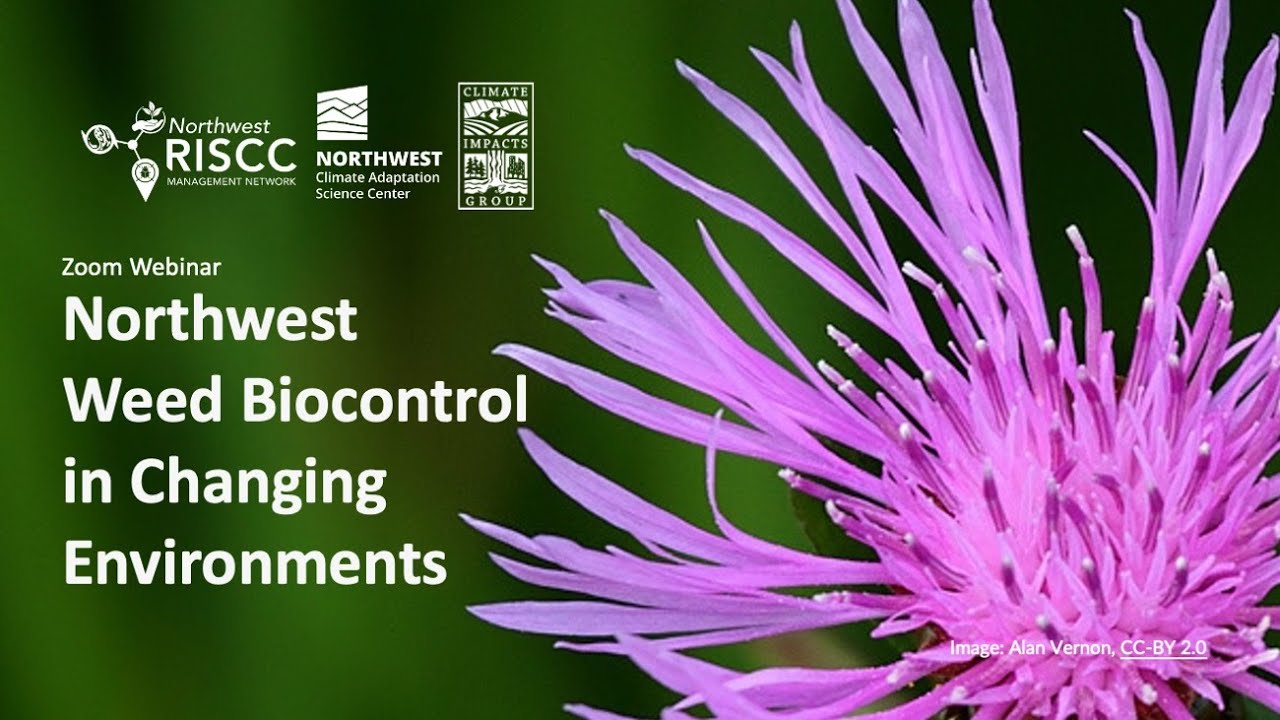 Northwest Weed Biocontrol in Changing Environments