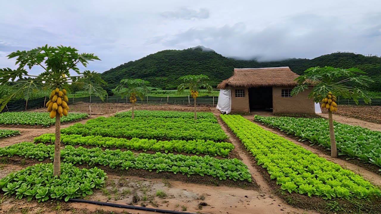 Life countryside : rebuilding the garden to grow more vegetables after the stormy season