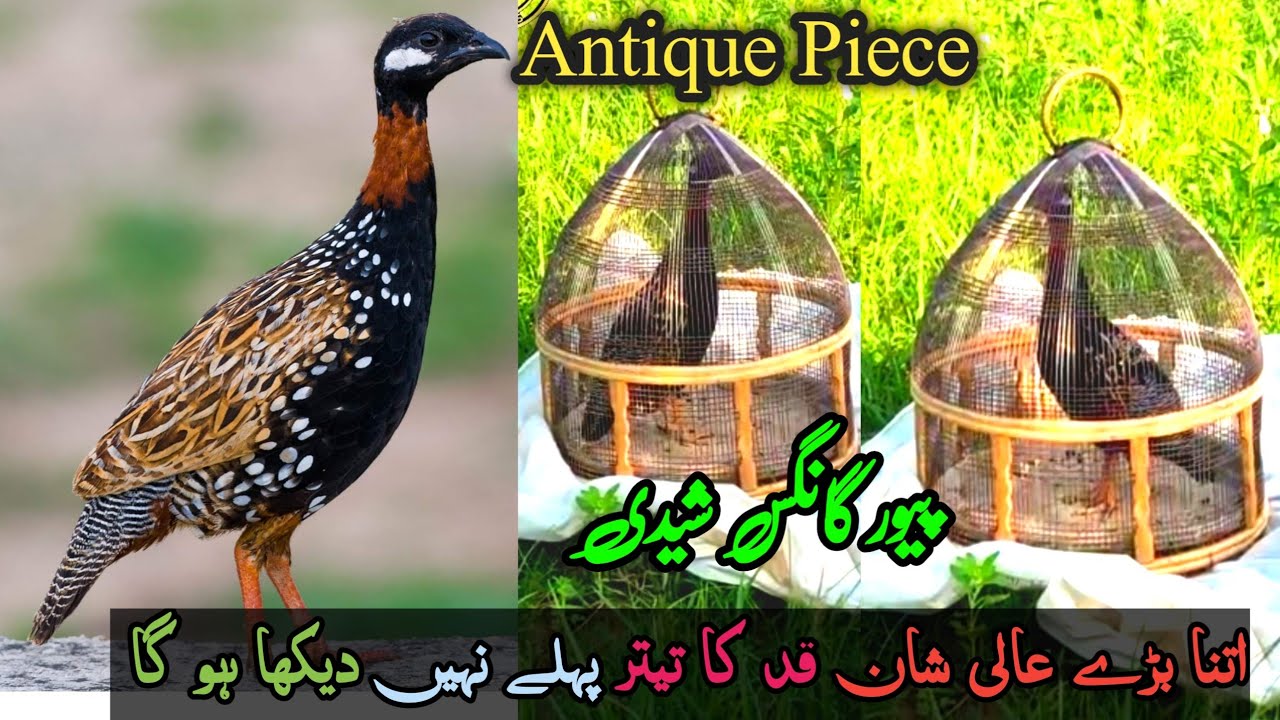Kala Teetar Gangas Sheedi Nasal | Black Franclion Voice | Rear Breed Black Teetar