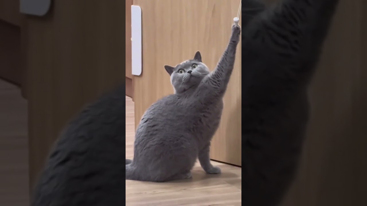 Funniest Cats Compilation 😹 Cute & Funny Cat Videos