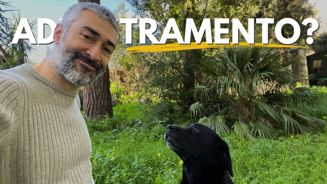 Cosa faccio ogni giorno con i miei cani? Ve lo racconto in questo vlog.