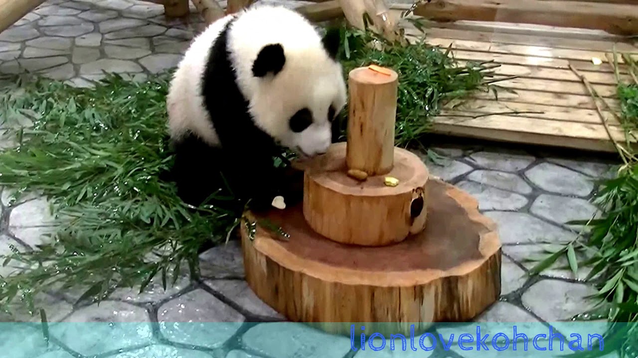 アドベンチャーワールド　荒れる結浜ちゃん(2017/09/07)