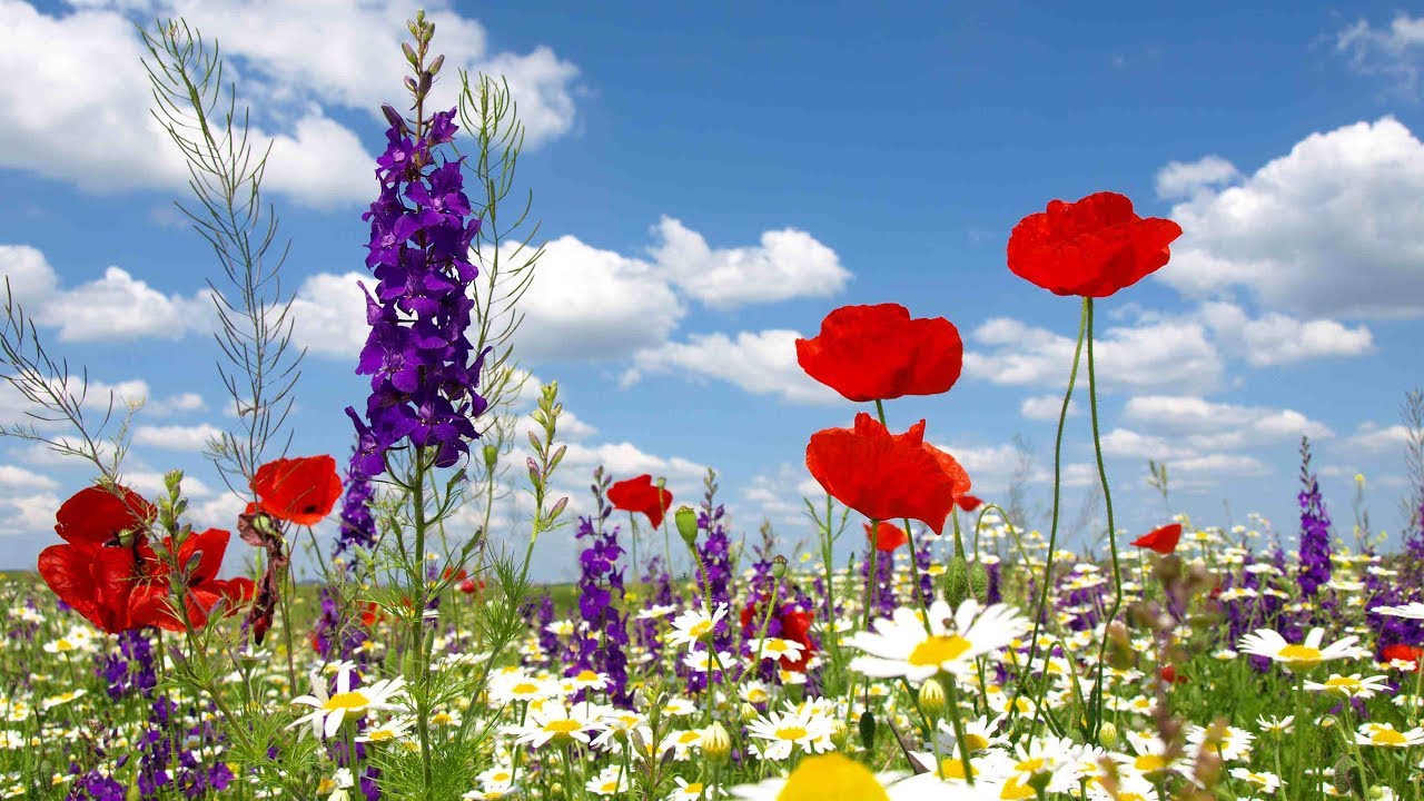Peaceful Music, Relaxing Music, Instrumental Music 