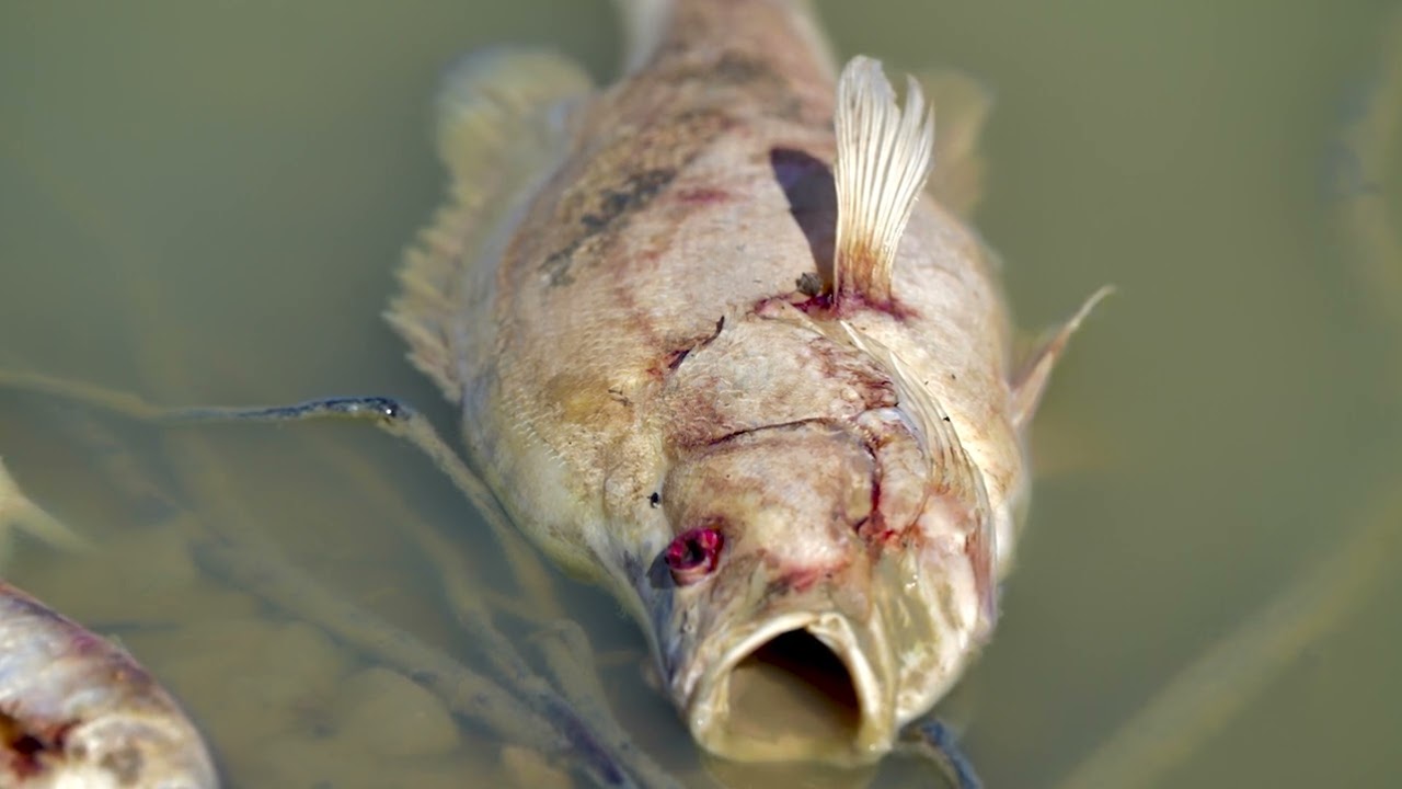 2023 Menindee Fish Kill (ABC - AM Story)