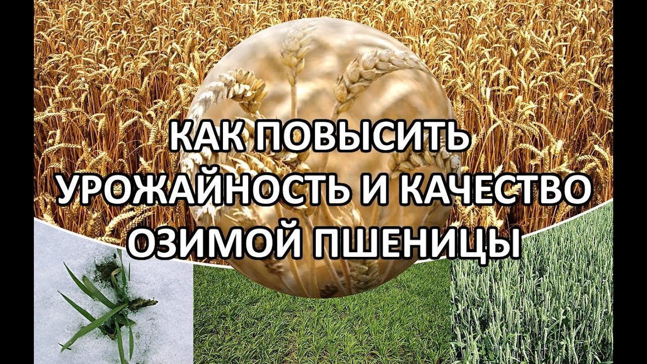 Урожайность и качество озимой пшеницы