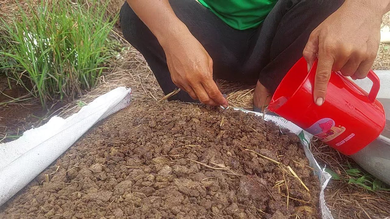 cách ủ phân bò mau hoai mục nhanh nhất,ít công sức,dễ nhất-giống bông thiên lý -Hotline 0939.811.863