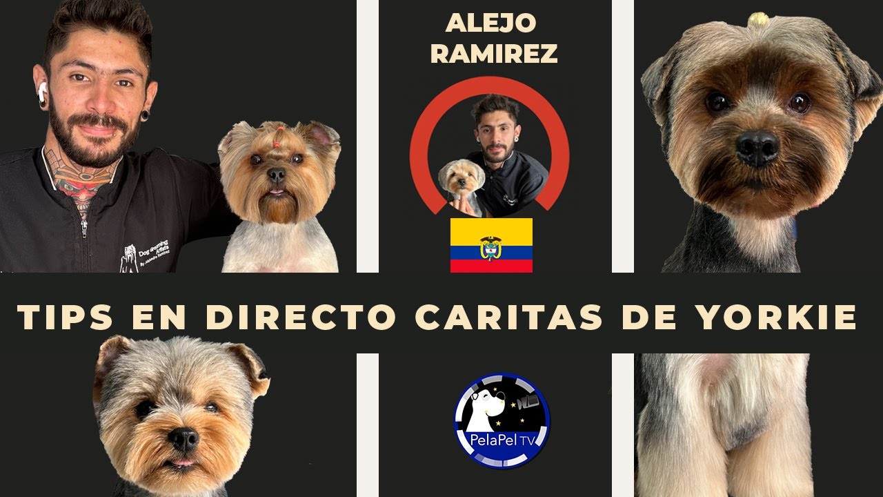 Cómo cortar el pelo a un perro, TIPS EN DIRECTO DE CARITAS de YORKSHIRE TERRIER  con ALEJO  RAMIREZ