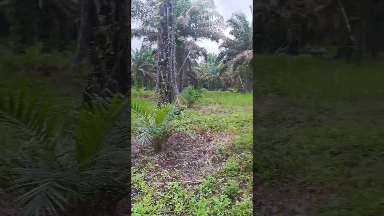 Sistem Under Replanting #pekebunmuda #replanting #sawitbaik #sawit #underreplanting #shorts #reels