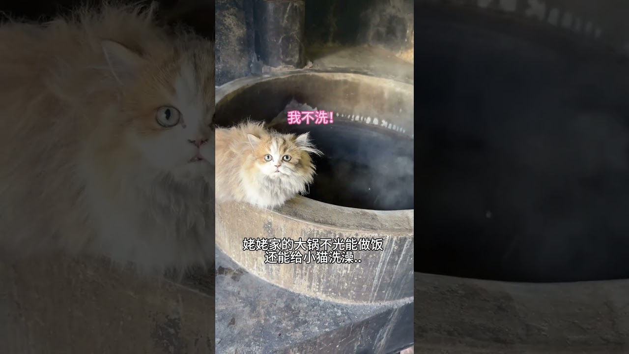 【#雪球日记】小猫:姥姥这水怎么越洗越烫? #猫咪的迷惑行为
