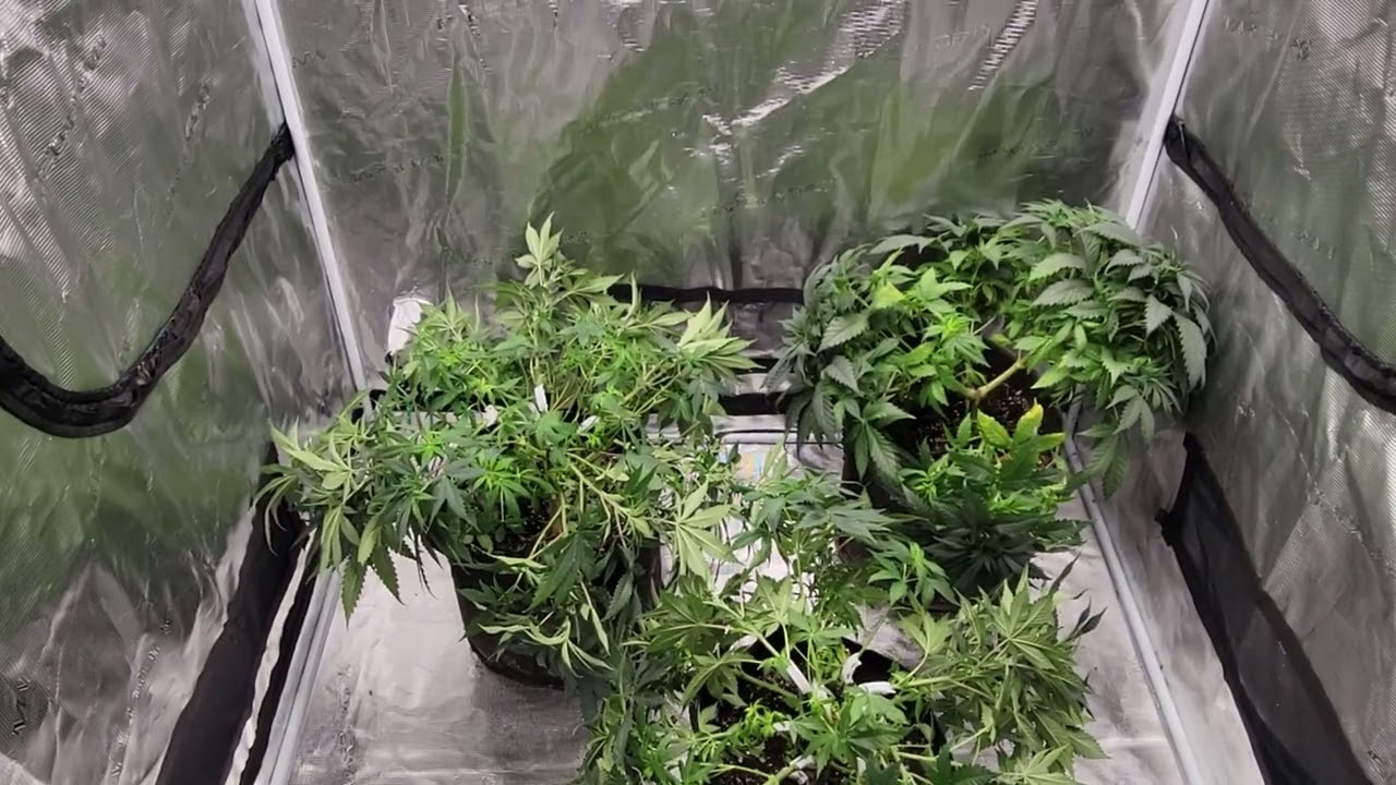 Mars Hydro TSW2000 Weekly Update