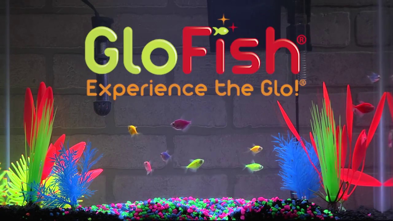 Tetra GloFish&reg; 20-Gallon Aquarium Kit Setup