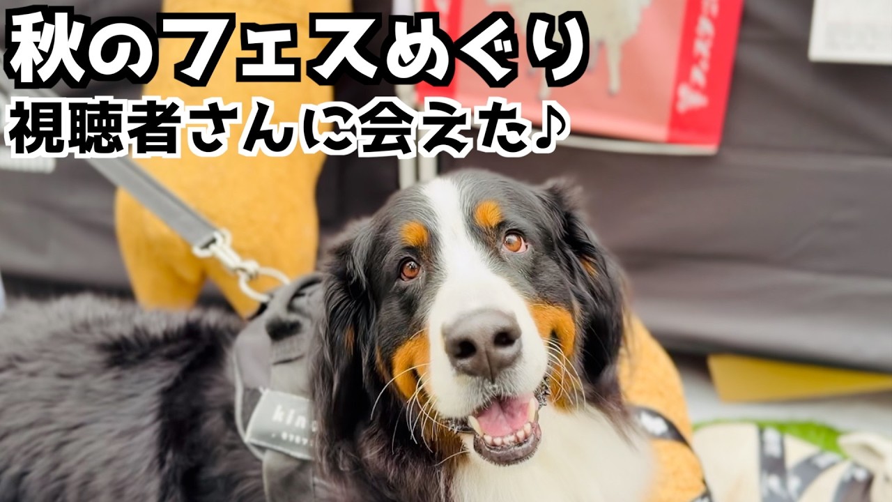やきいもフェス🍠＆羊フェスタ 今年もバーニーズと行ってきました🐾