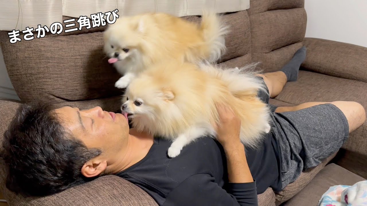 怒りが最高潮に達したポメラニアンはこうなりましたw