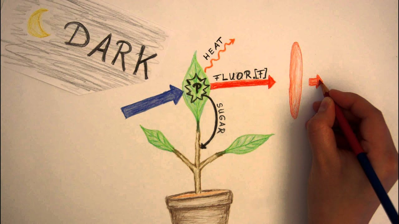 Chlorophyllfluorescence: The glow of plants