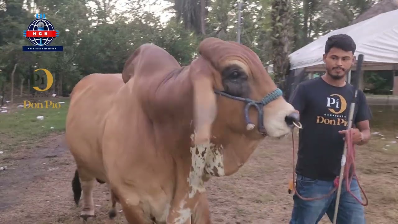 Toro Brahman Rojo de genética pura con registro. Ganaderia Don Pío. Bonito Oriental Honduras.