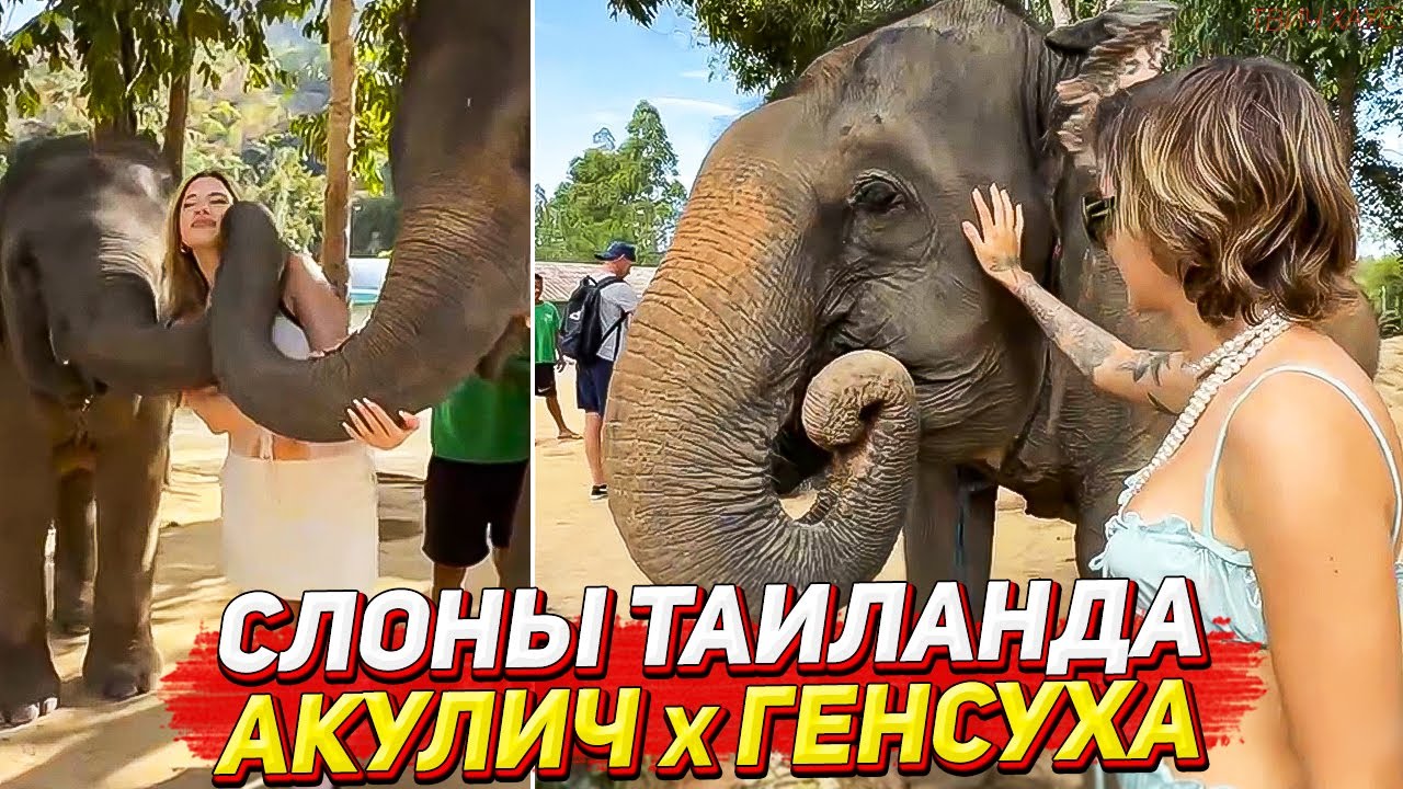 ГЕНСУХА И АКУЛИЧ ПРИЕХАЛИ К СЛОНАМ В ТАИЛАНДЕ / ЧАСТЬ 1