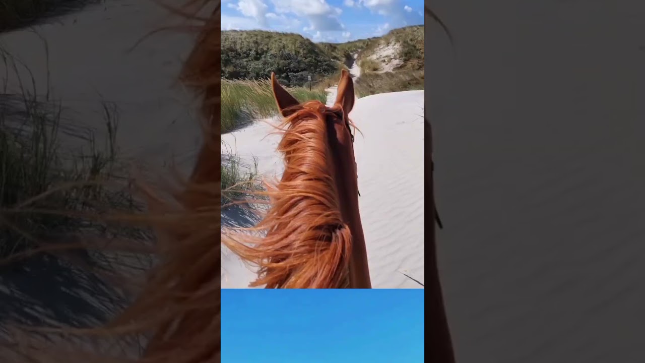 Paardrijden op Ameland #rijstallecheval #horses #nature #ameland #summer
