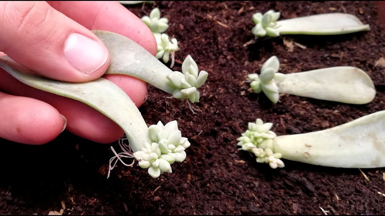How to Propagating Succulents from Leaves very easy