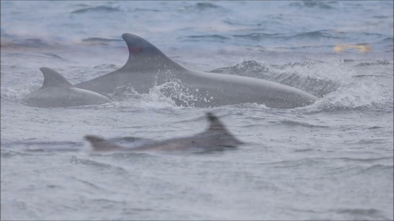 Adopt a Dolphin update August 2024 | Whale and Dolphin Conservation