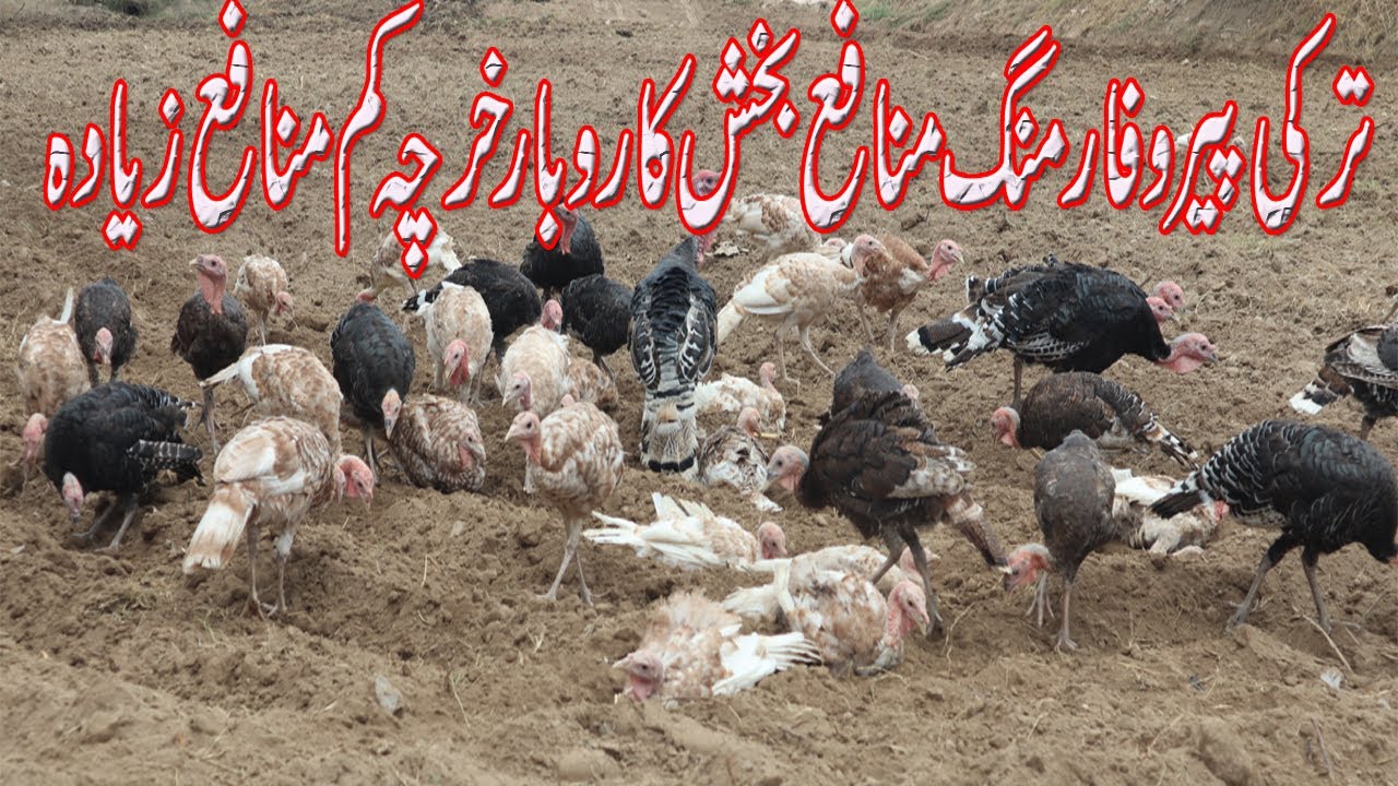 Visit Biggest Free Range Turkey Farm In Faisalabad | How to Start Turkey Birds Farming in Pakistan