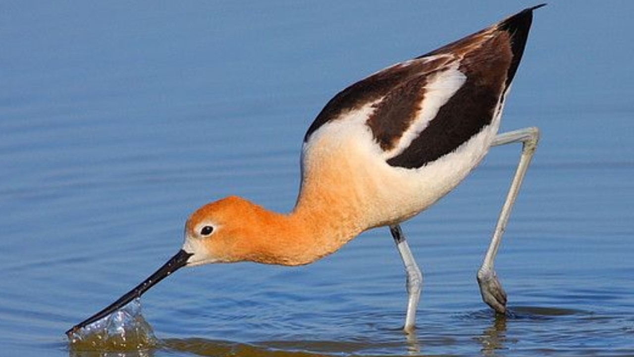 Birds of Bolivia &ndash; 15 Astonishing Species That Look Too Unreal to Exist