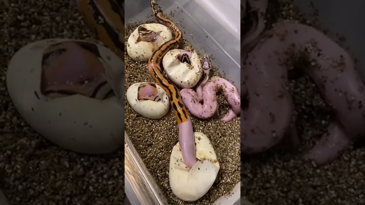 ODYB LEO PIED HET CLOWN CRAWLING OUT OF THE EGG!!