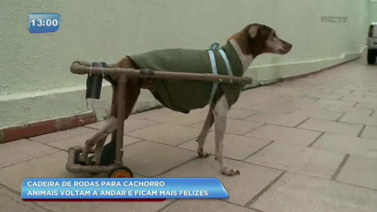 Técnico desenvolve cadeira de rodas para cachorros