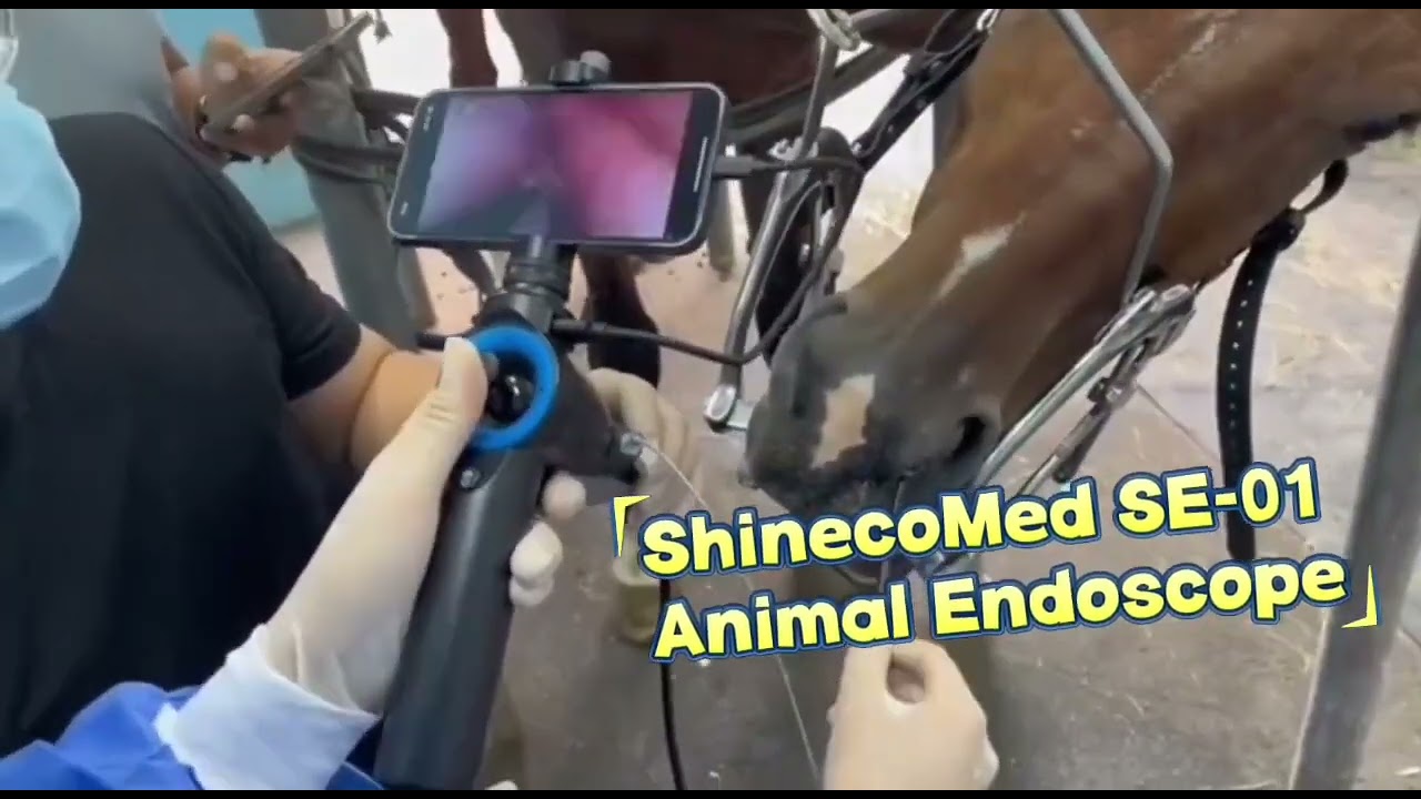 PORTABLE VETERINARY ENDOSCOPE | ENDOSCOPIO PORT&Aacute;TIL VETERINARIO