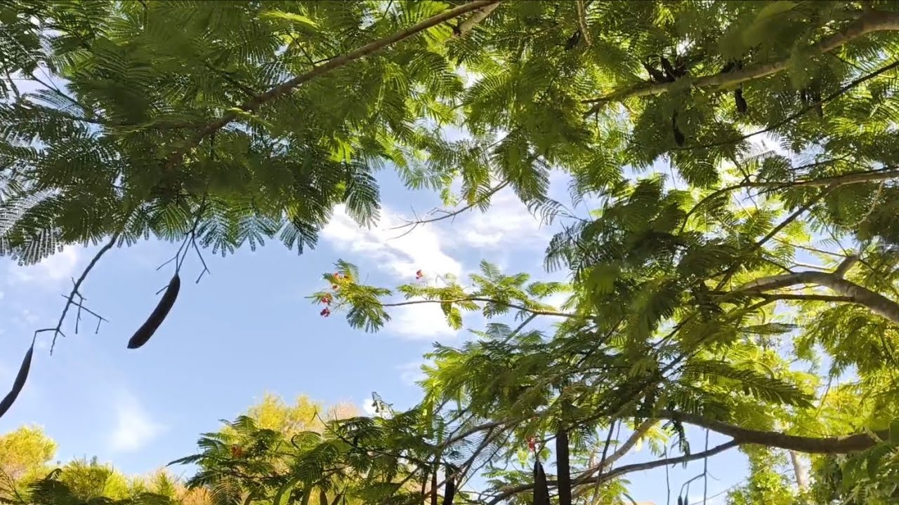 Earthsong 2 | Heart Music | Earth Meditation | Sound Healing