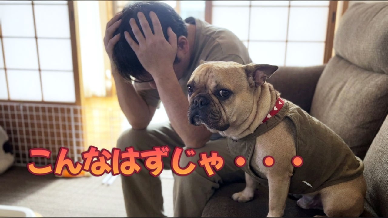 【涙】愛犬のために引越した家なのに。フレンチブルドッグを襲った環境の変化の闇。