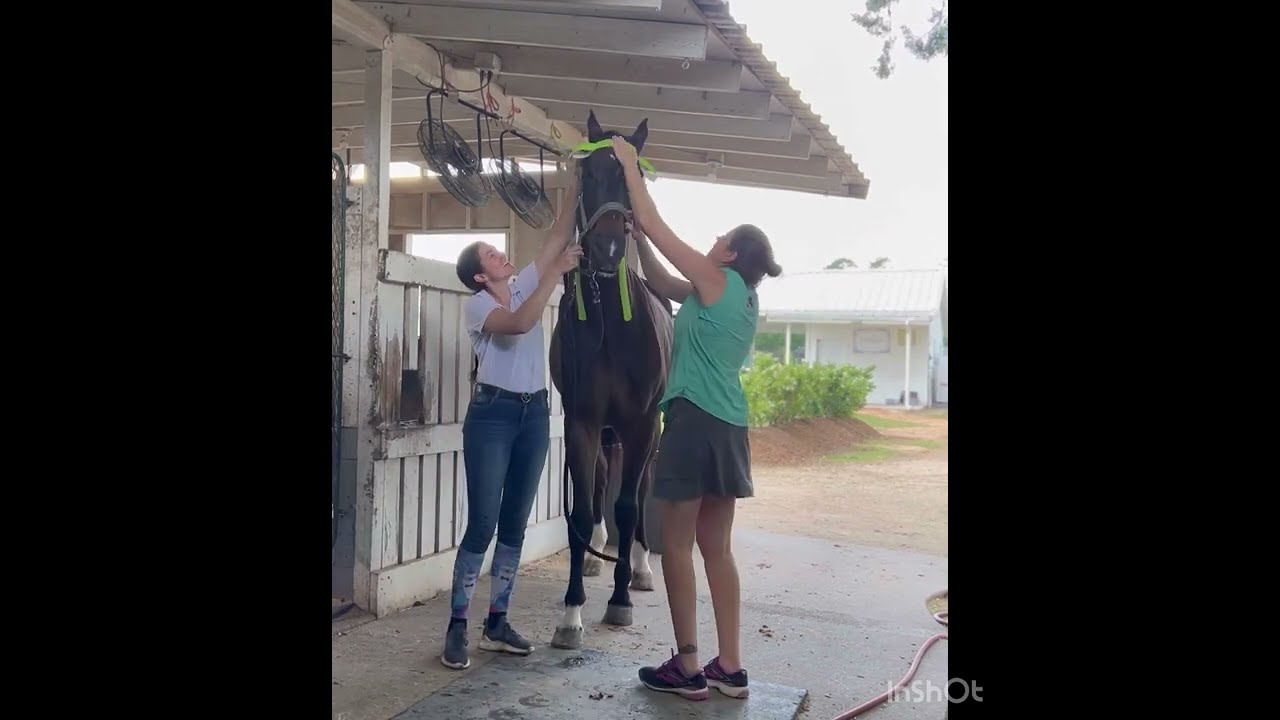Holistic Equine Bodywork and Kinesiology Taping