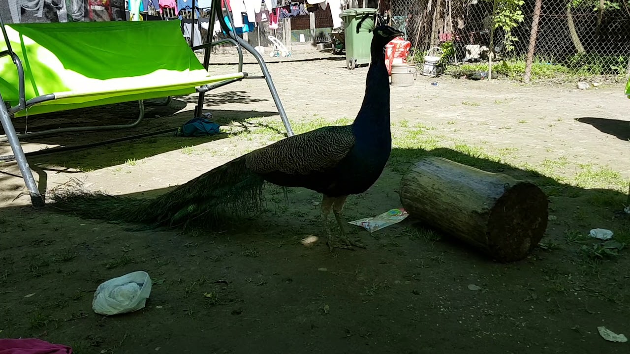 Głos ( odgłos) PAWIA