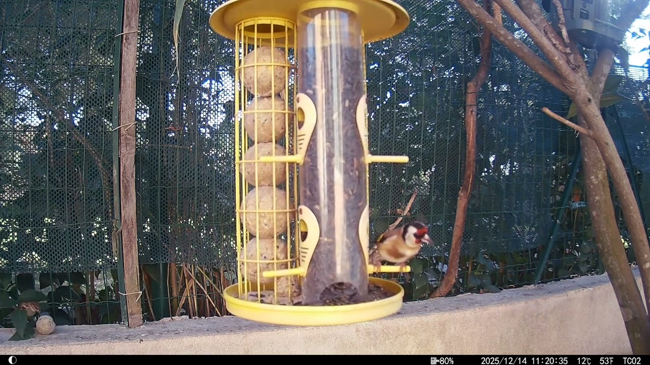 Les oiseaux de la mangeoire le 14/12/2025. The birds at the feeder on 14/12/2025