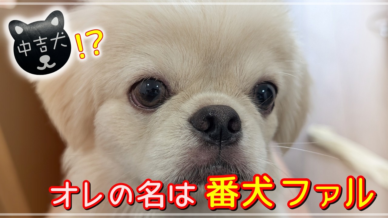 『11か月のペキチワ
