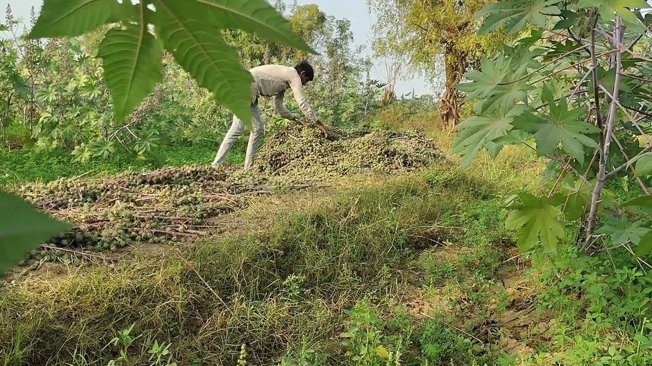 Kheti volog new video 2026.2026