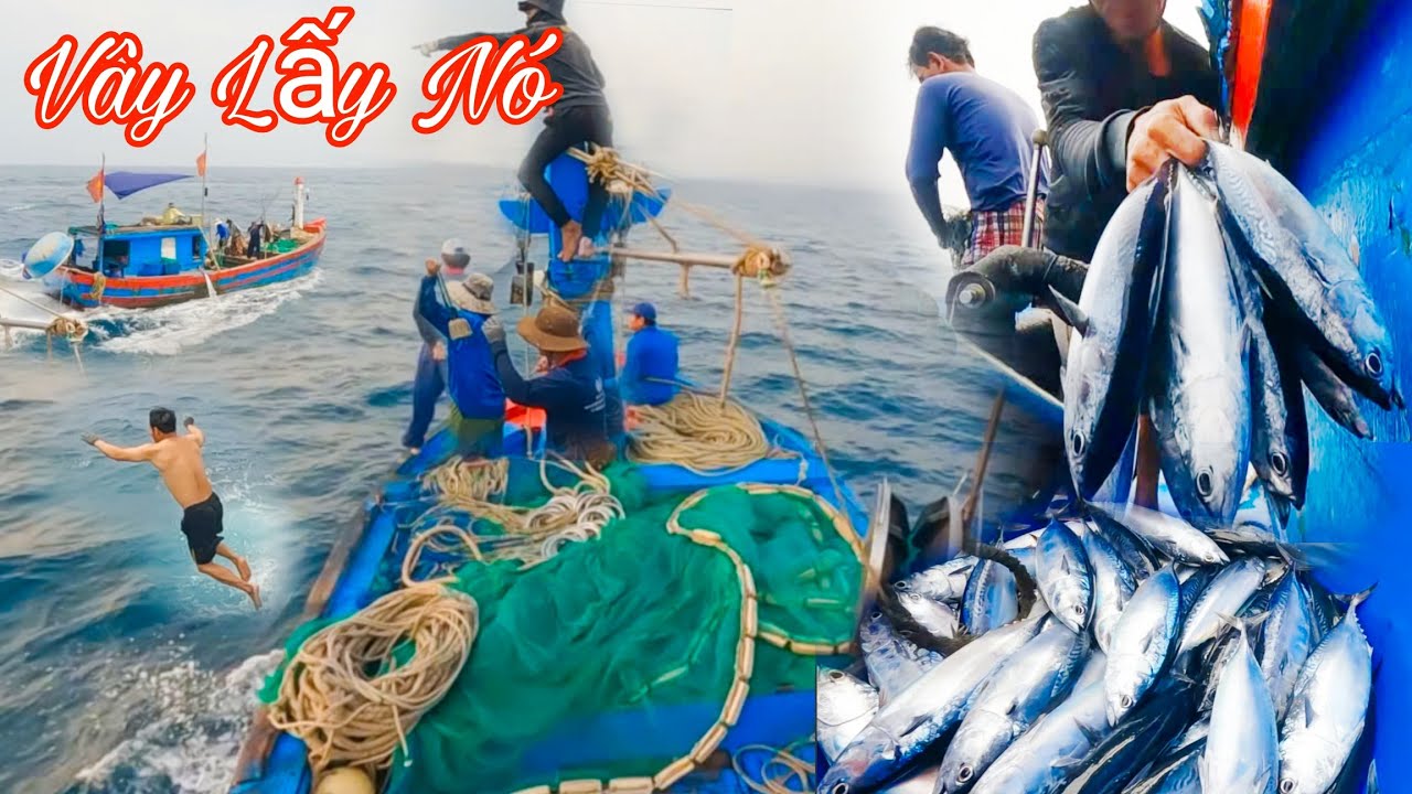 LƯỚI RÚT SA HUỲNH_Ngộp Thở Khi Phát Hiện Cá_Lên Ga,Bủa Lưới BAO VÂY Hốt Trọn Bầy Cá Ngừ Ồ