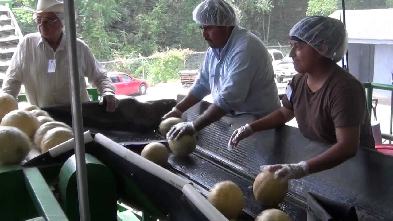Moultrie State Farmers Market
