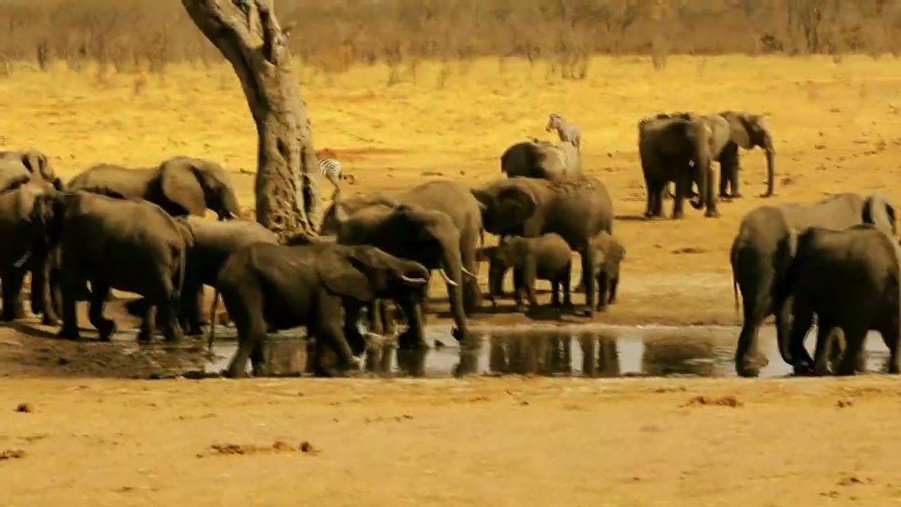 A Day in the Wild: Exploring Hwange National Park