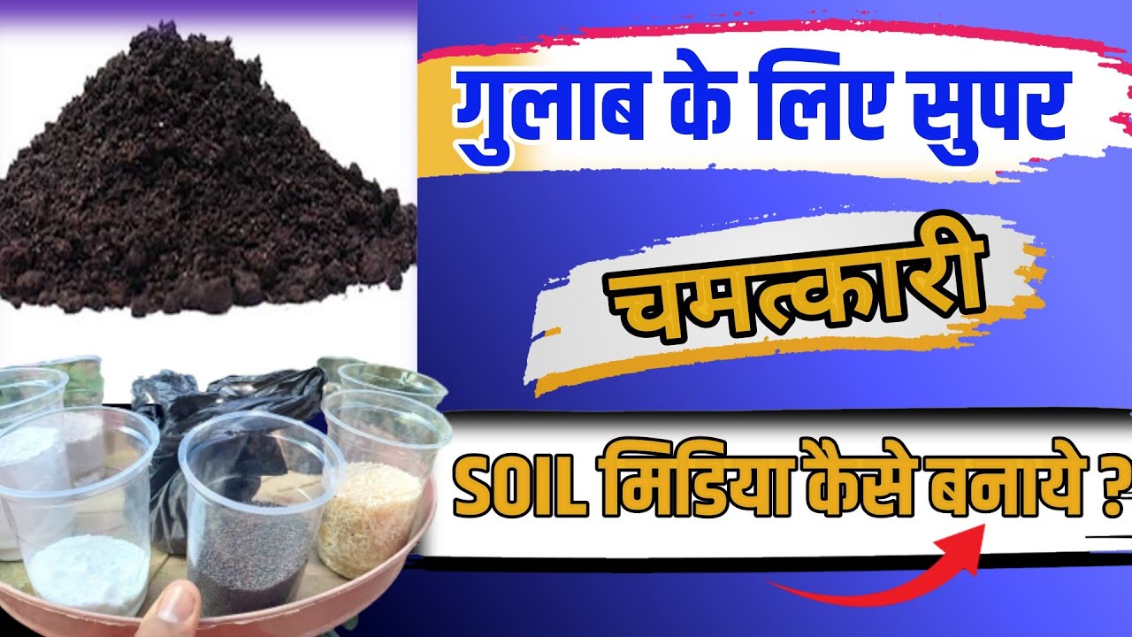 गुलाब के लिए सुपर चमत्कारी Soil मिडिया कैसे बनाये