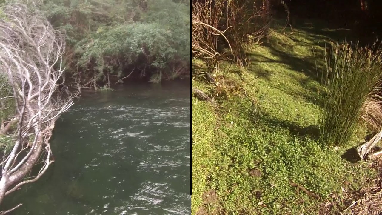 Truchas en Valdivia 2019