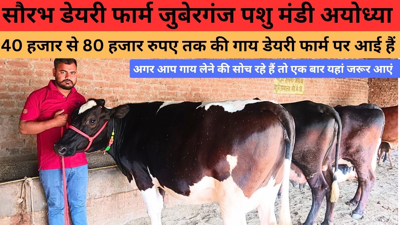 बहुत बड़ा लॉट आया डेयरी फार्म पर,Saurabh Yadav Dairy Farm sohawal ayodhya up।