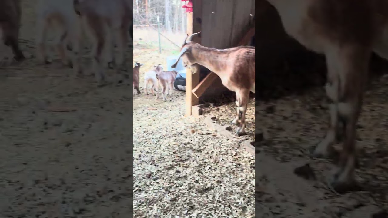 Goat kids with the zoomies! 