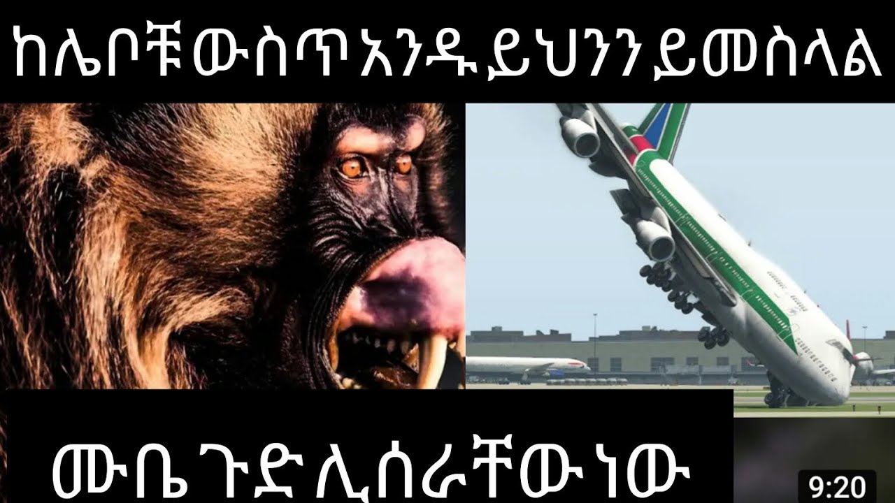 ከሌቦቹ አንዱ የሰው ከርከሮ ነው አለ እራሳችሁን ጠብቁ